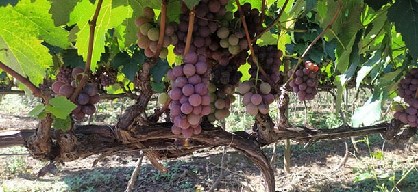 Produção de uvas Made in Roça