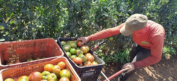 Produção de tomates